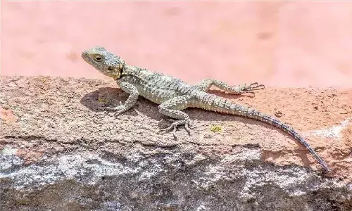 अगर आपके घर में जमीन पर रेंगते हुए दिखे छिपकली तो समझ जाइए कि होने वाला है कुछ ऐसा अगर आपके घर में जमीन पर रेंगते हुए दिखे छिपकली तो समझ जाइए कि होने वाला है कुछ ऐसा