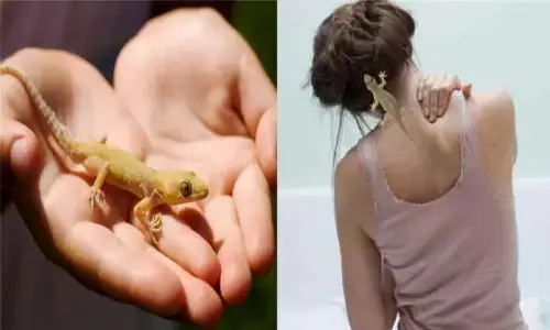 अगर शरीर पर गिरे छिपकली, जाने क्या है इसका मतलब