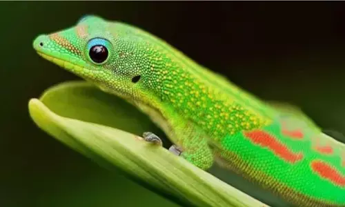 40 लाख रूपए में मिल रही मर्दानगी बढ़ाने वाली छिपकली, जानिए!