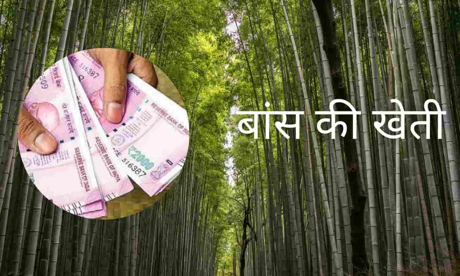 Farming Business Idea किसानों की किस्मत बदल रही बांस की खेती, सरकार दे