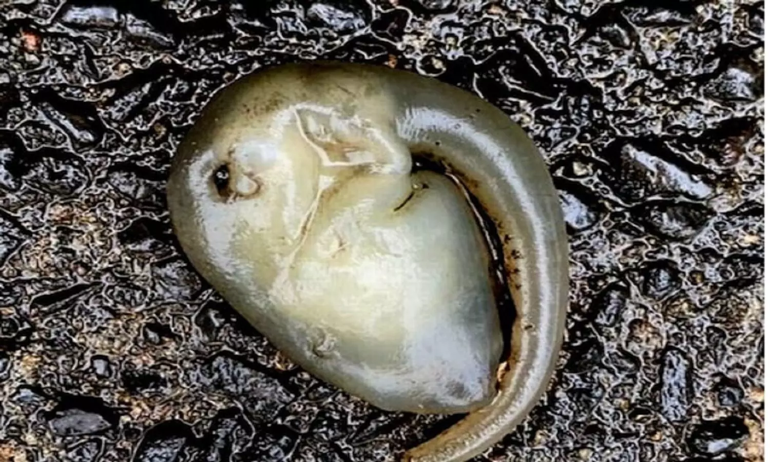 Alien Embryo Australia: ऑस्ट्रेलिया में एक एलियन भ्रूण मिला है, वैज्ञानिक समझ नहीं पा रहे यह कौन सा जानवर है