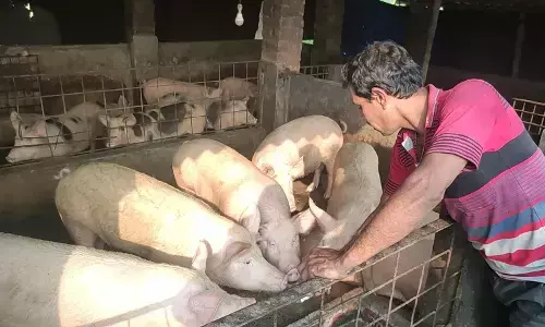 Pig Farming business plan