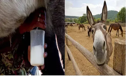 OMG! गधी के दूध में पाये जाते हैं यह खास तत्व, बिकता है 7000 रूपये लीटर