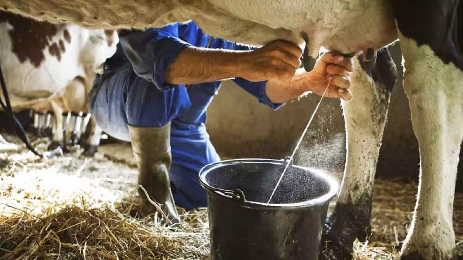 Dairy Farming Tips