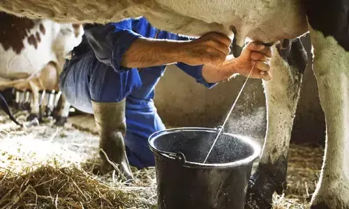 Dairy Farming Tips