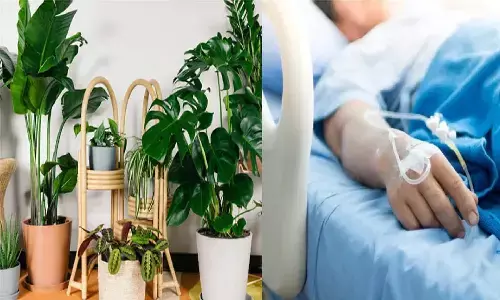 तुरंत हटा ले घर से ये पेड़-पौधे नहीं तो हमेशा लगते रहेंगे हॉस्पिटल के चक्कर! तुरंत हटा ले घर से ये पेड़-पौधे नहीं तो हमेशा लगते रहेंगे हॉस्पिटल के चक्कर!