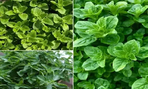 Oregano Farming: किसान भाई शुरू करें ओरिगैनो की खेती, होती है लाखों की कमाई