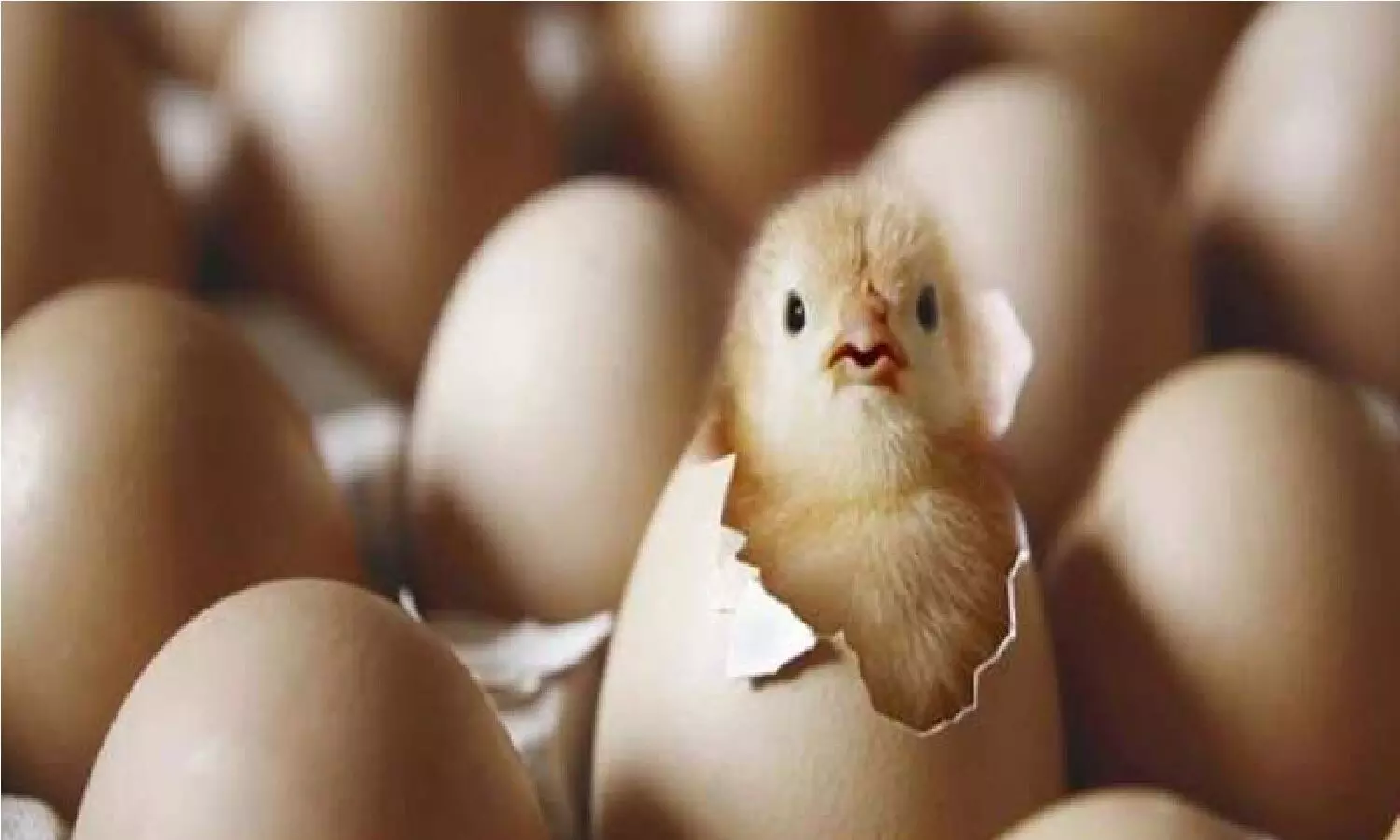 सवाल: जब पूरा अंडा बंद रहता है तो चूजे को ऑक्सीजन कहां से मिलती है?