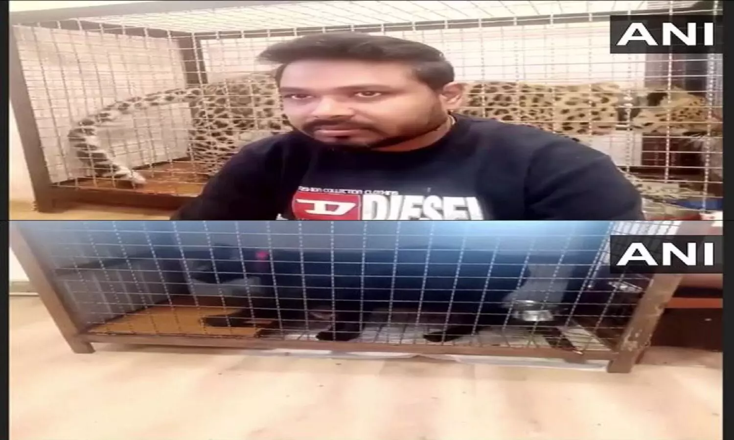 यूक्रेन में फंसे गिरीकुमार ने देश लौटने से किया मना, कहा मैं अपने तेंदुआ, ब्लैक पेंथर के बिना नहीं जाऊंगा यूक्रेन में फंसे गिरीकुमार ने देश लौटने से किया मना, कहा मैं अपने तेंदुआ, ब्लैक पेंथर के बिना नहीं जाऊंगा