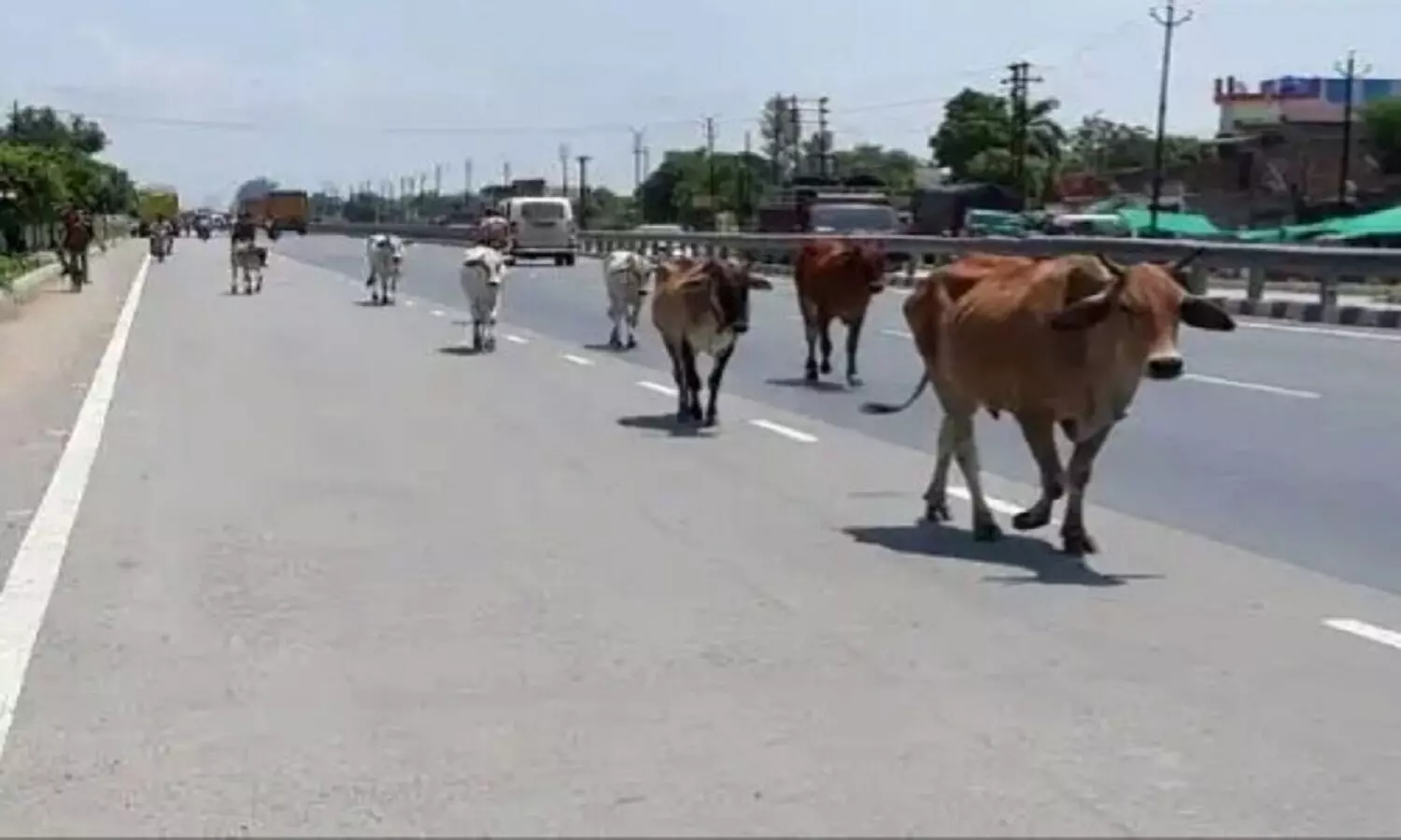 REWA: आवारा मवेशी के कारण बाइक सवार वृद्ध की मौत, ऐसा कबतक होता रहेगा?