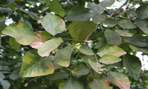 बहुत चमत्कारी है टेसू का पेड़, इनके उपयोग जान मचल जाएगा दिल