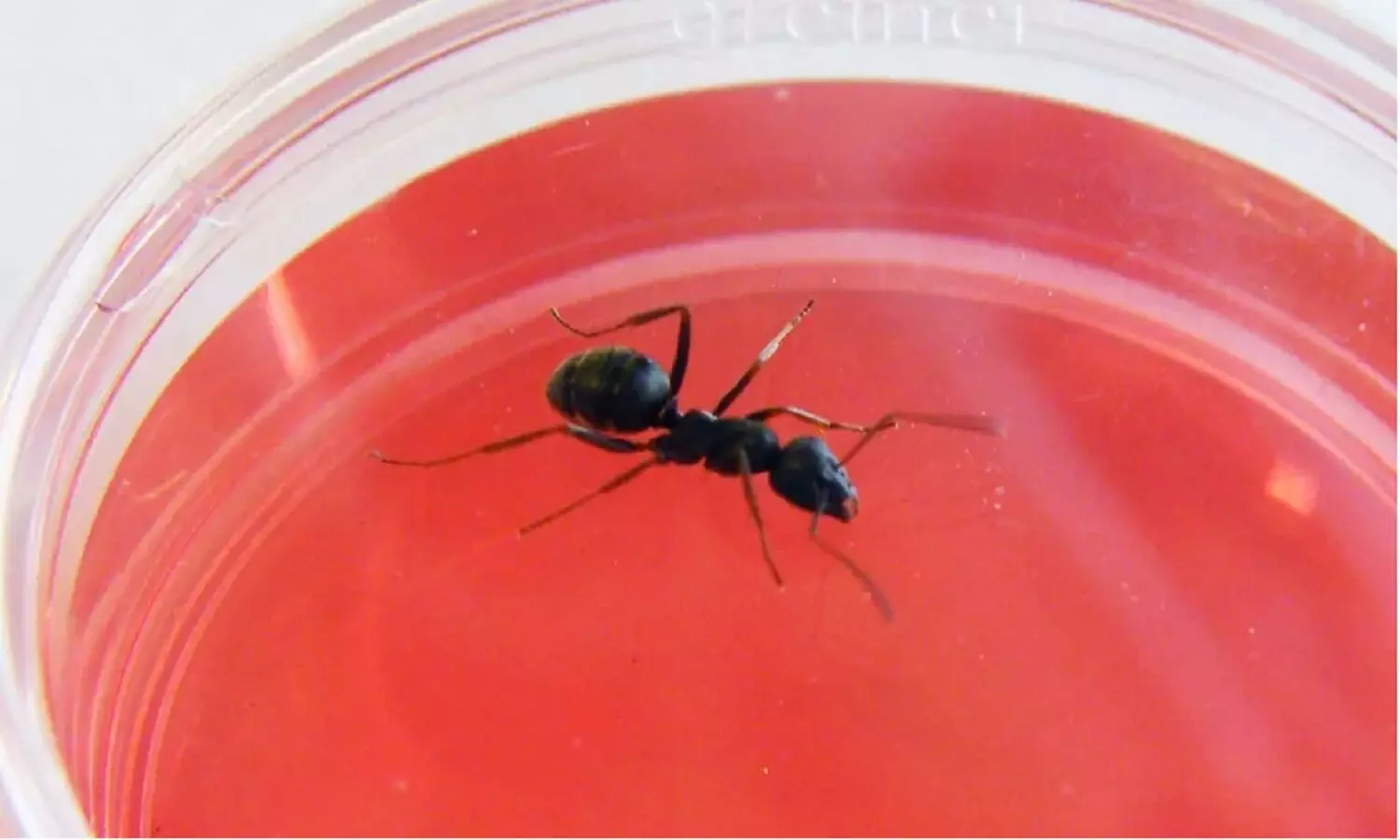 Ants Can Sniff Out Cancerous Cells: बड़ी खोज, चींटियां कुत्तों से बेहतर कैंसर कोशिकाओं को सूंघ सकती हैं Ants Can Sniff Out Cancerous Cells: बड़ी खोज, चींटियां कुत्तों से बेहतर कैंसर कोशिकाओं को सूंघ सकती हैं