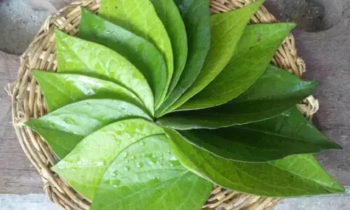 Betel Benefits