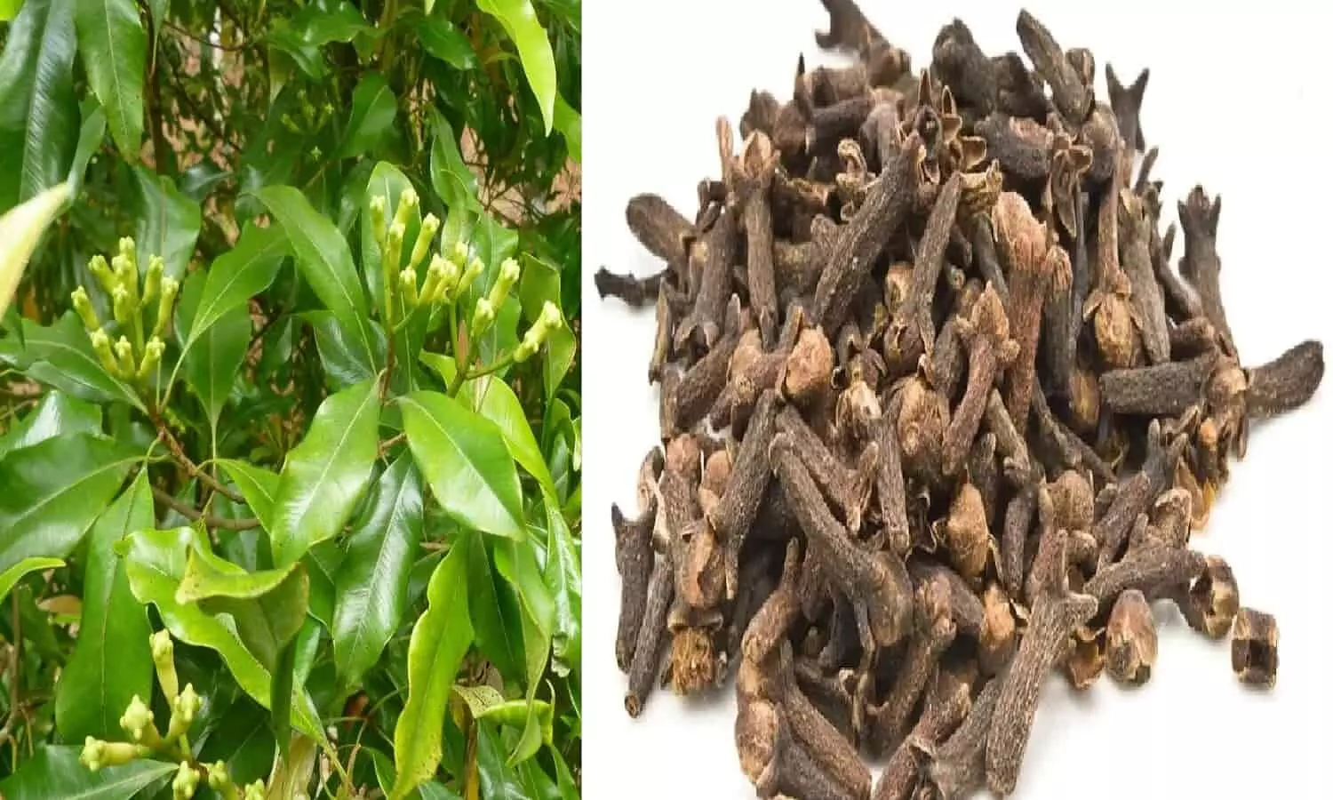 Clove Farming in hindi