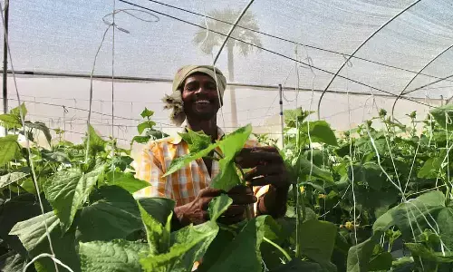 Rajasthan Green House Subsidy Rajasthan Green House Subsidy