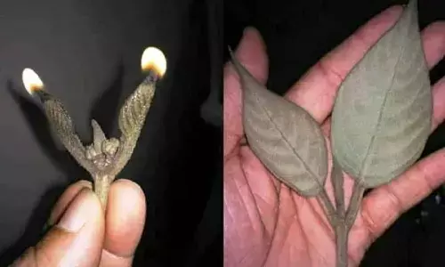 Pandvar Batti Tree Pandvar Batti Tree