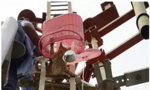 महाराष्ट्र: एक बिल्ली के कारण हुआ 100 करोड़ का नुकसान, 7000 से ज़्यादा प्रोडक्शन यूनिट ठप हो गईं