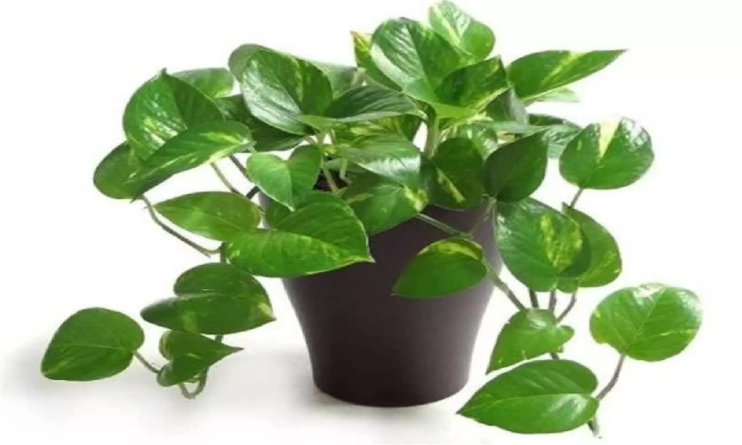 मनी प्लांट में करे दूध का टोटका, ऊपर से बरसेगा पैसा, अंबानी जैसे हो जाएंगे मालामाल