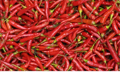 लाल मिर्च के टोटका के बारे में सुन उछल पड़ेंगे आप, बन जायेंगे बाहुबली, दुश्मनो का होगा नाश