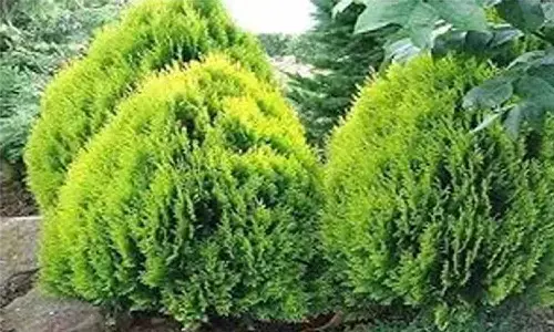 विद्या के पेड़ का असली नाम क्या है? इस पेड़ ने मुकेश अंबानी की भी किस्मत बदली