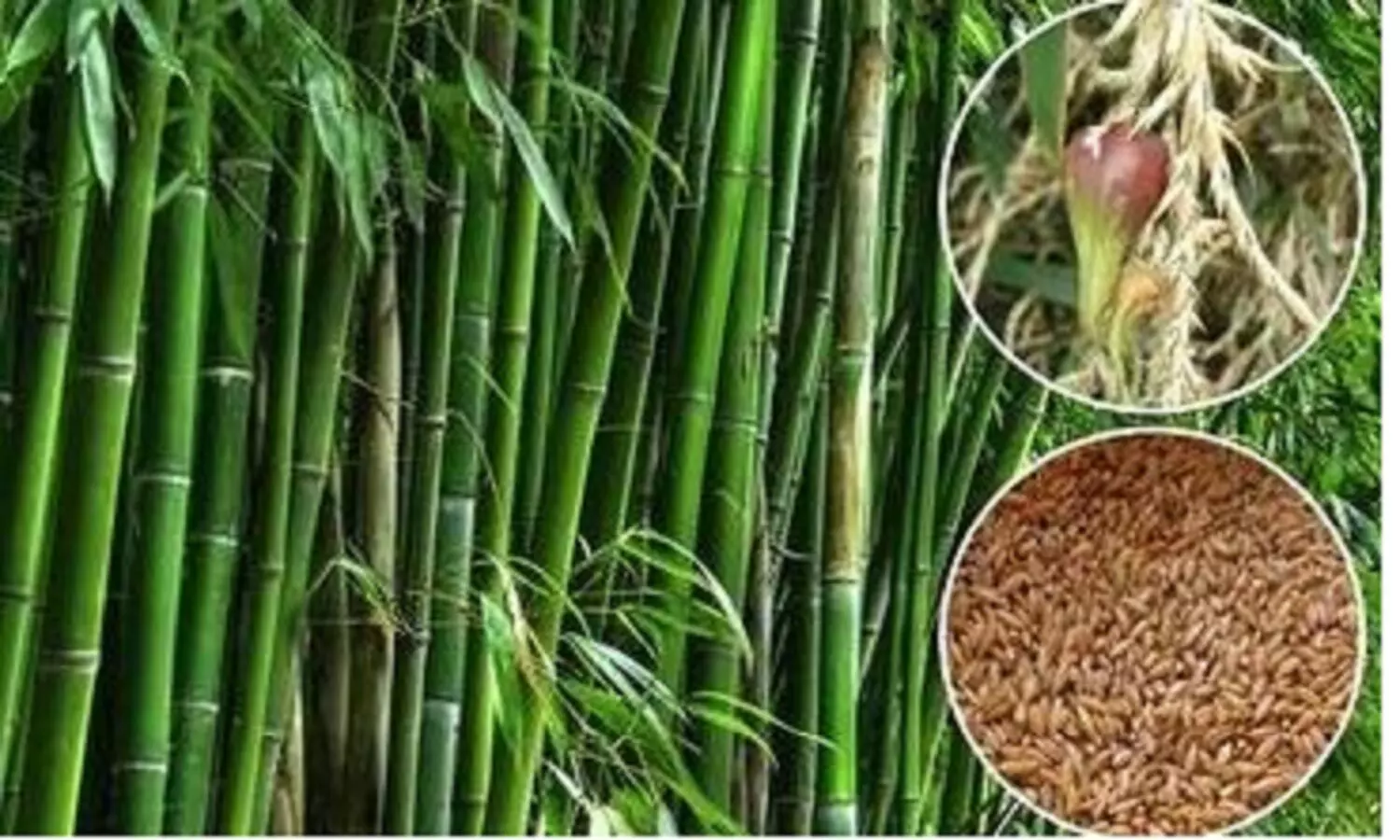 बांस का चावल: चावल की ऐसी वेराइटी जो 100 साल में सिर्फ 1-2 बार उगती है, इसका स्वाद सबसे अलग और कीमत..