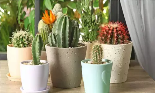 Vastu Shastra: घर में मौजूद ये चीज़े आपको कर देंगी तबाह, तुरंत फेक दे