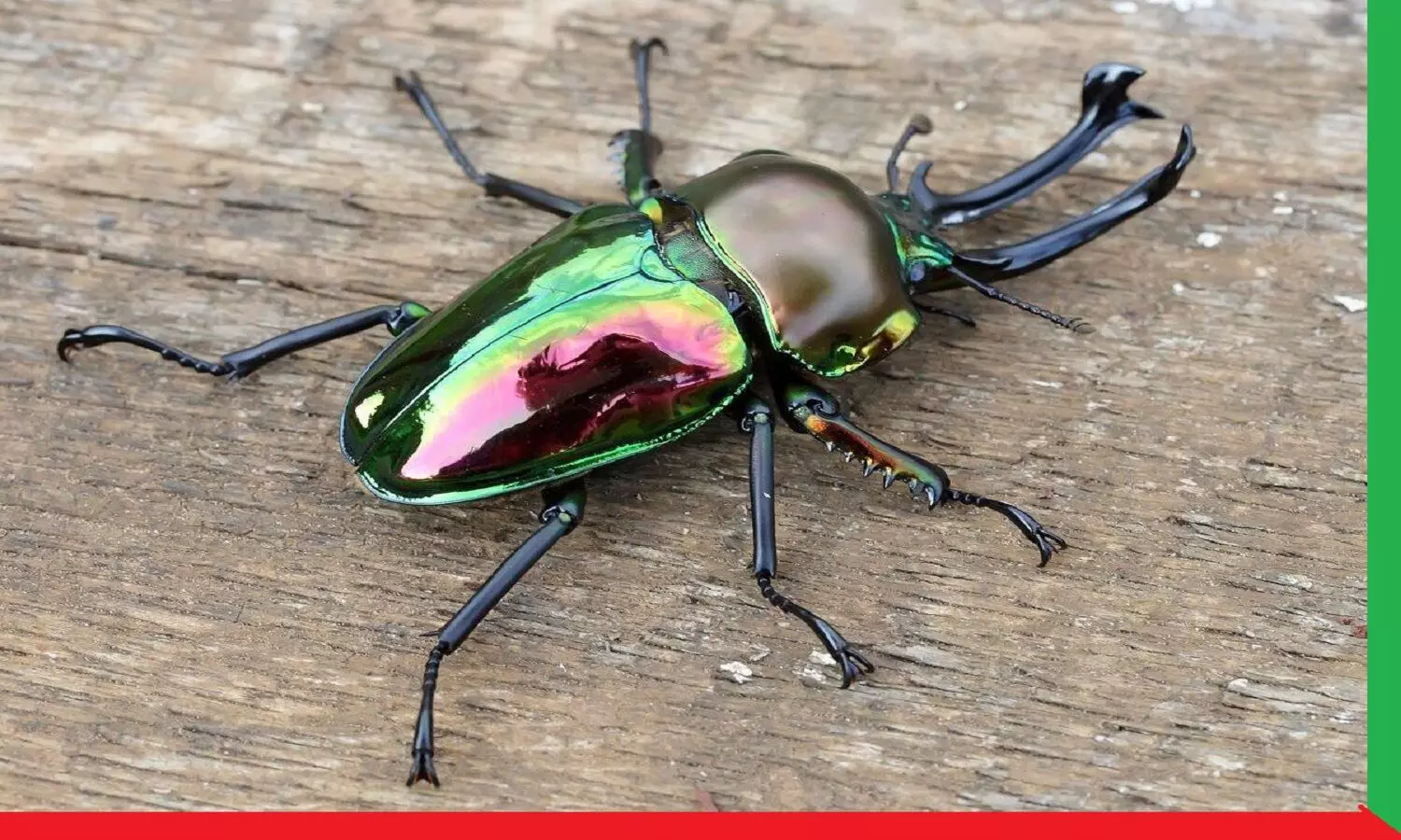 Stag Beetle: ऐसा कीड़ा जो आपकी किस्मत बदल सकता है, कभी दिखे तो मारे नहीं, पकड़ के रख लें