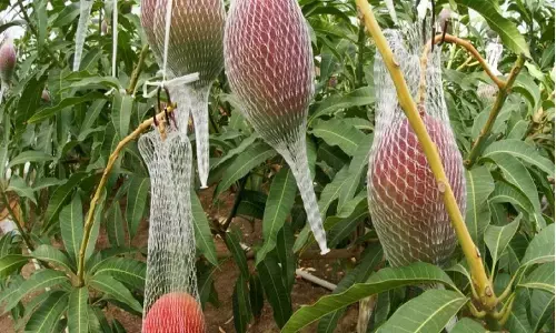 Taiyo no Tamago: दुनिया का सबसे महंगा आम मध्य प्रदेश में उगाया जाता है, कीमत 2.70 लाख रुपए किलो