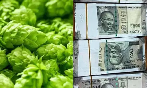 ये है दुनिया की सबसे महंगी सब्जी, इसकी कीमत 80000 रुपये किलो ये है दुनिया की सबसे महंगी सब्जी, इसकी कीमत 80000 रुपये किलो