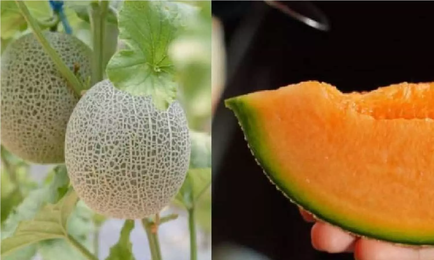 Yubari Melon: ये है दुनिया का सबसे महंगा तरबूजा, इसकी कीमत 20 लाख रुपए