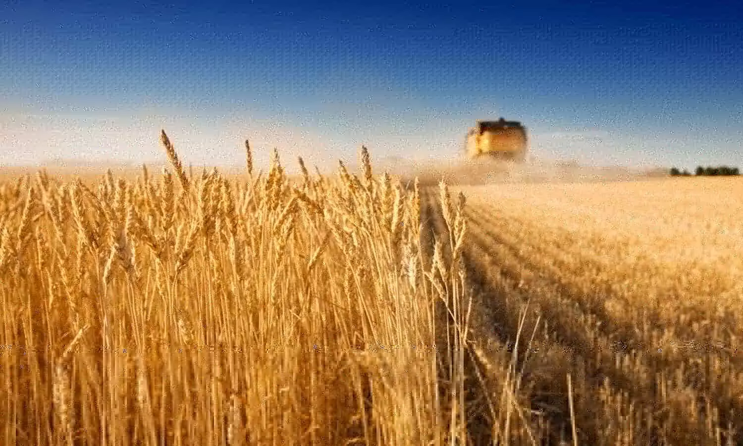 best quality wheat seeds