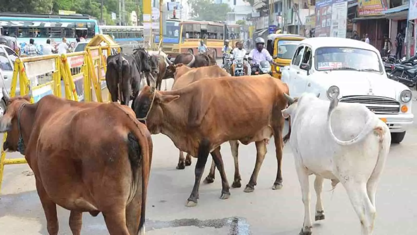 stray cattle in india