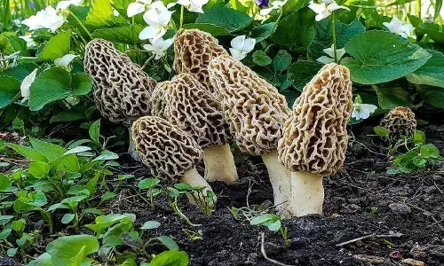 दुनिया का सबसे महंगा मशरूम गुच्छी मशरूम जो हिमालय में बिजली, पानी और आग से उगता है