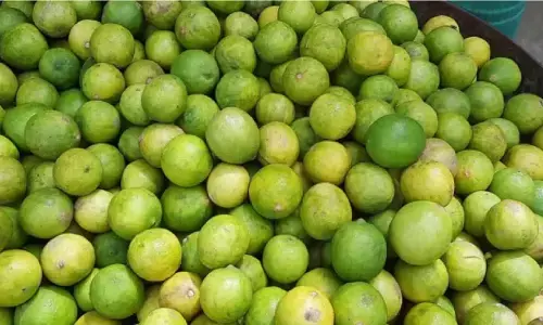 Lemon Price: आम आदमी को बड़ा झटका, नींबू हुआ 300 पार Lemon Price: आम आदमी को बड़ा झटका, नींबू हुआ 300 पार