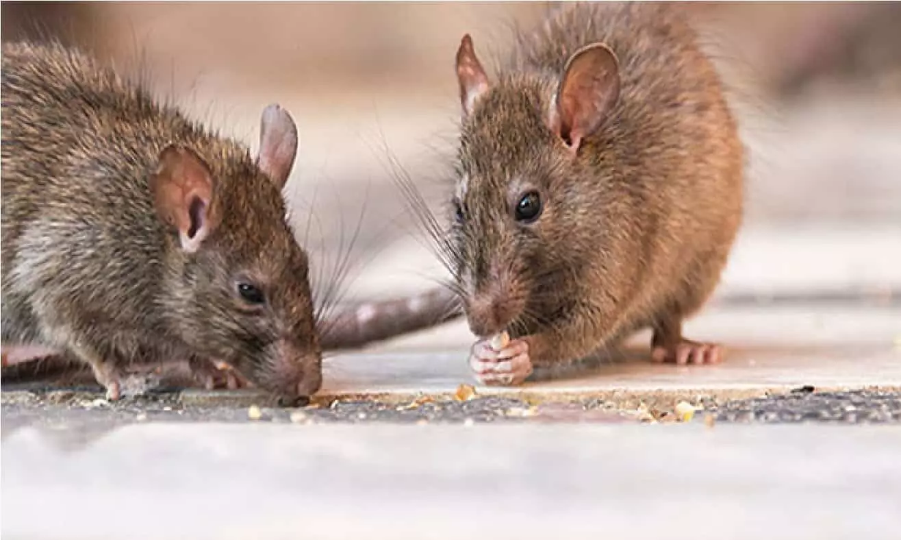 घर में अचानक बढ़ने लगे चूहों की संख्या तो होने वाला है अनर्थ, जानिए!