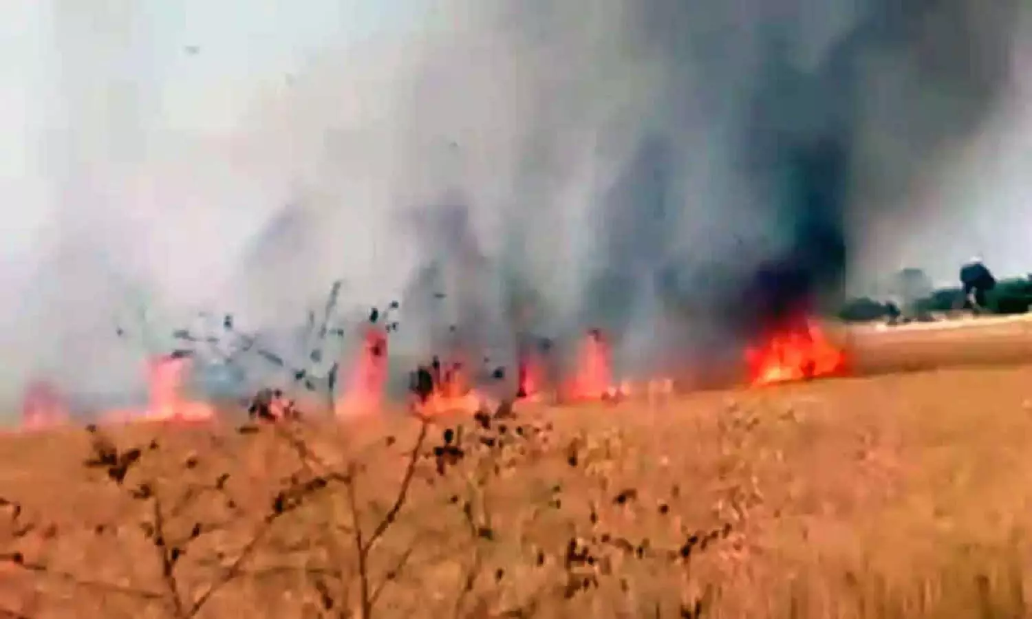 रीवा: किसान हुए बर्बाद, खड़ी फसल में फैली आग