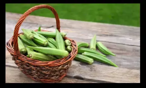 Diabetes Diet: डायबिटीज के मरीजों के लिए अमृत के समान है भिंडी, जानें कैसे करें भिंडी का सेवन Diabetes Diet: डायबिटीज के मरीजों के लिए अमृत के समान है भिंडी, जानें कैसे करें भिंडी का सेवन