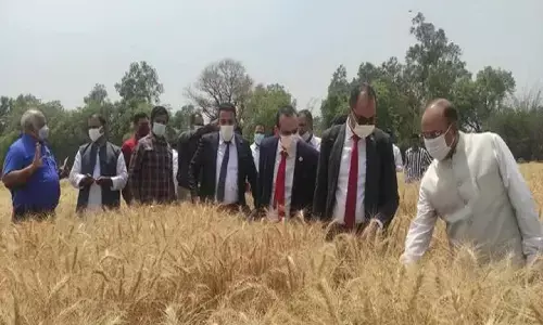 Wheat Export: मिस्र ने भारत को गेहूं आपूर्तिकर्ता के रूप में दी मंजूरी