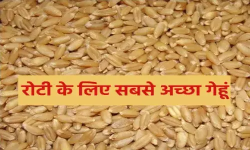 एमपी में पाएं जाने वाला एक ऐसा गेहूं, जो न खराब होता और न ही उसमे कोई रोग लगता, जानिए!