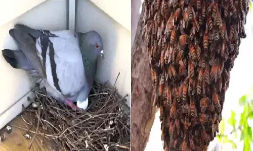 अगर आपके घर में कबूतर या मधुमक्खी ने बना लिया है अपना घोसला तो ये खबर पढ़ खुल जाएगी बुद्धि, जानिए!