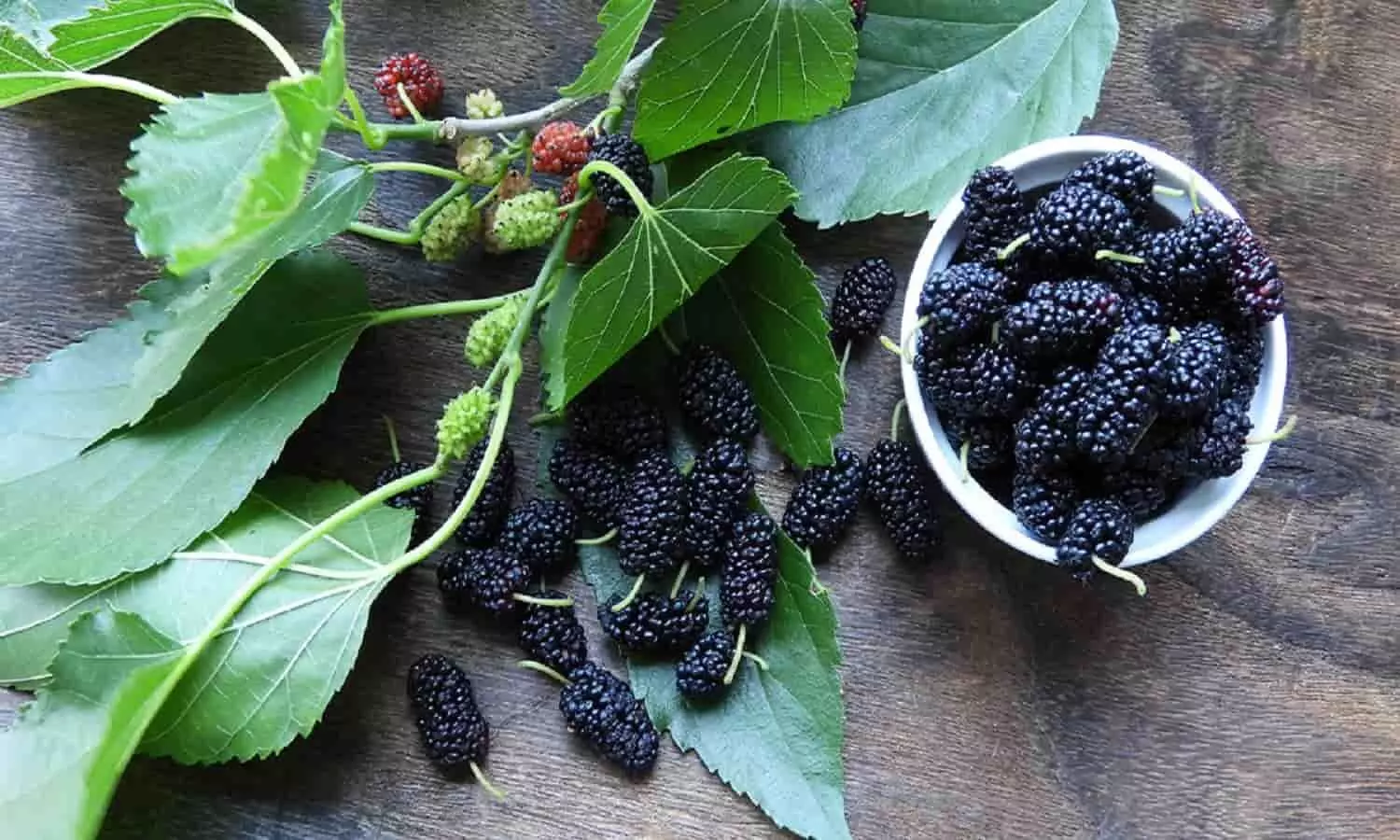 Mulberry Benefits