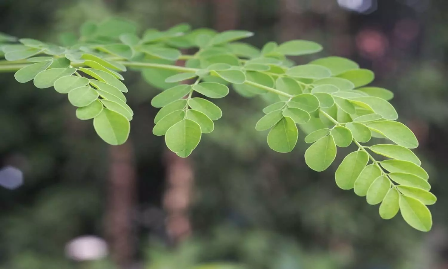 sahjan leaf benefits