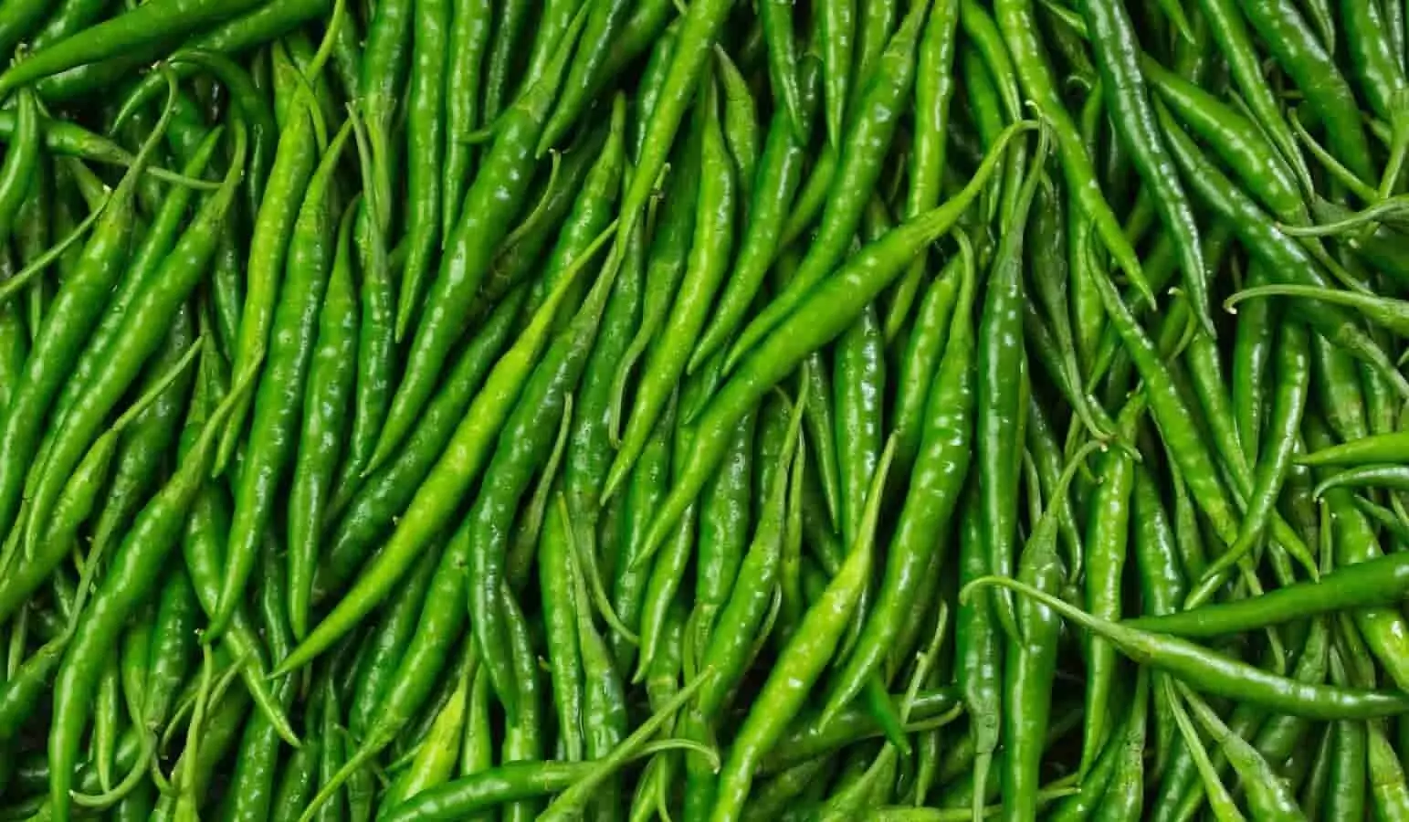 MP Chili Rate Update: एमपी में मिर्ची के भाव को लेकर बड़ा अपडेट, अचानक बढ़ा रेट की मार्केट में मचा हंगामा MP Chili Rate Update: एमपी में मिर्ची के भाव को लेकर बड़ा अपडेट, अचानक बढ़ा रेट की मार्केट में मचा हंगामा