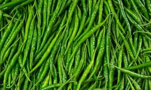 MP Chili Rate Update: एमपी में मिर्ची के भाव को लेकर बड़ा अपडेट, अचानक बढ़ा रेट की मार्केट में मचा हंगामा MP Chili Rate Update: एमपी में मिर्ची के भाव को लेकर बड़ा अपडेट, अचानक बढ़ा रेट की मार्केट में मचा हंगामा