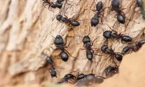 ant removal remedies