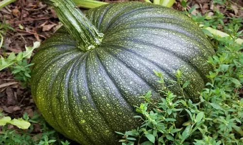 pumpkin Health Benefits pumpkin Health Benefits