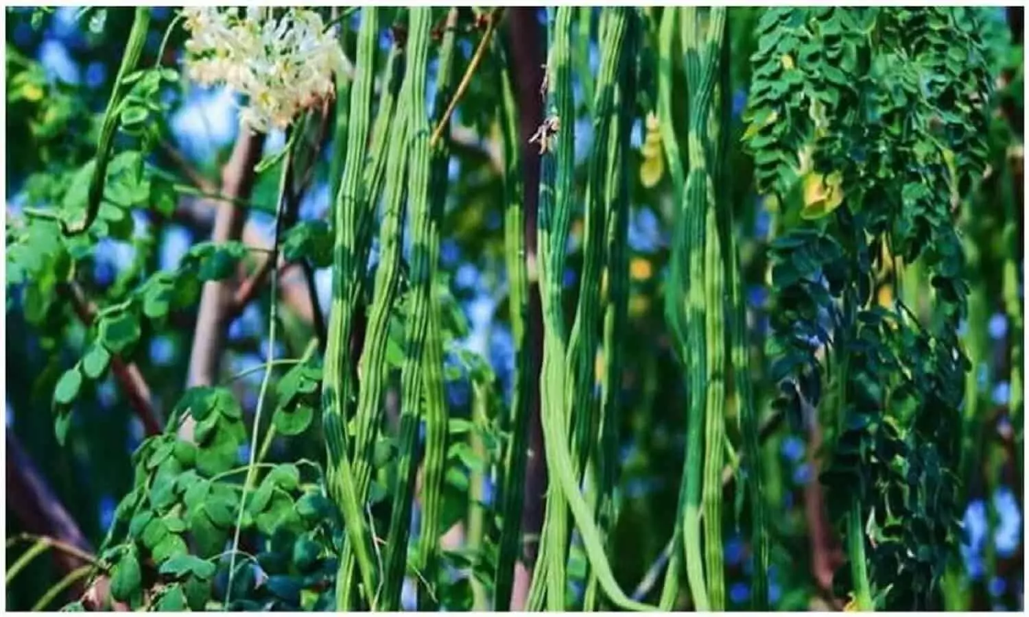 munga health benefits munga health benefits