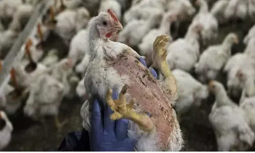 क्या बर्ड फ्लू से मौत हो सकती है: चीन के बाद अमेरिका में पहली बार H5 बर्ड फ्लू से कोई इंसान संक्रमित हुआ है