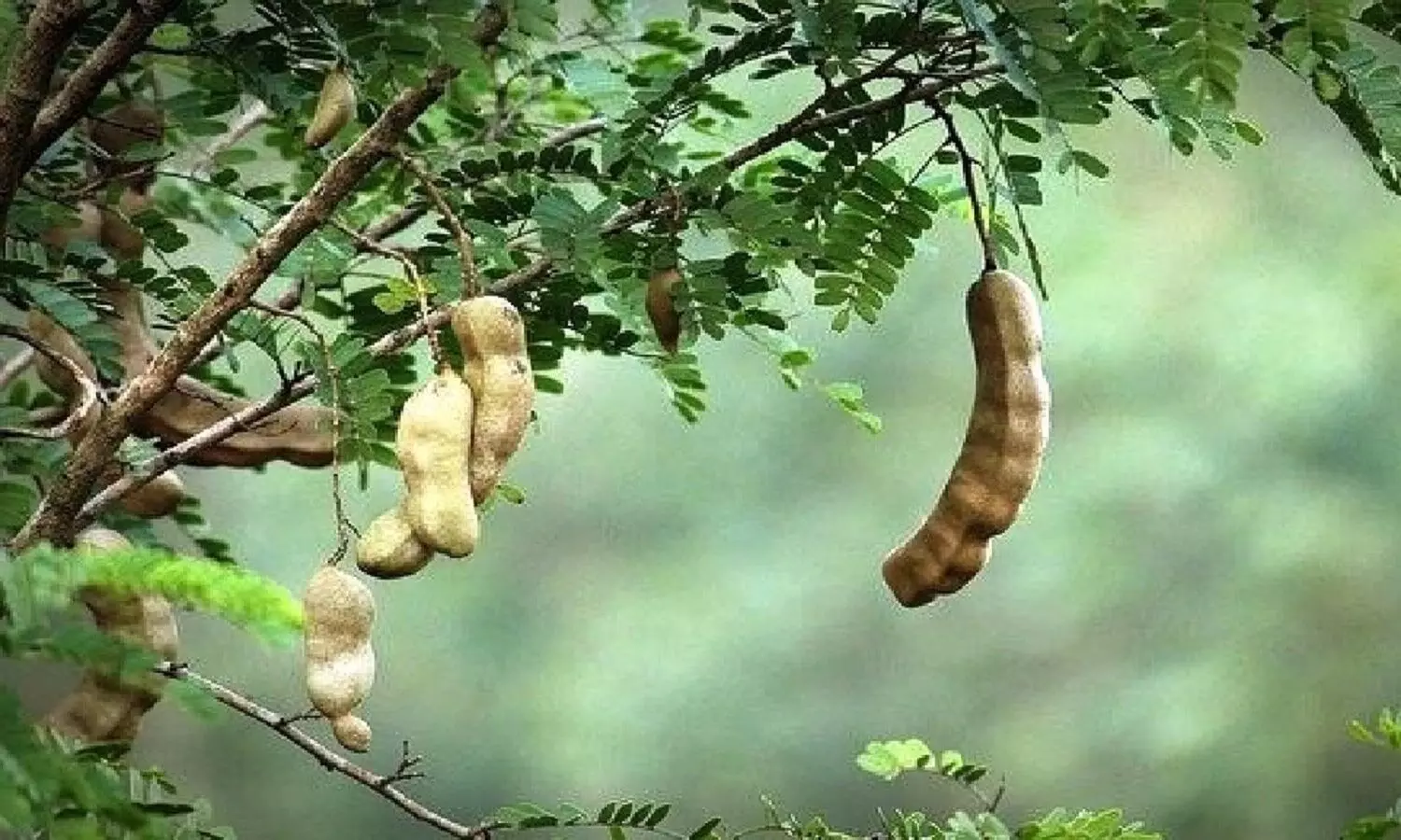 Unlucky Plants: इस पौधे को जिसने भी लगाया सब बर्बाद हो गए, घर की खुशियाँ छीन लेता है Unlucky Plants: इस पौधे को जिसने भी लगाया सब बर्बाद हो गए, घर की खुशियाँ छीन लेता है