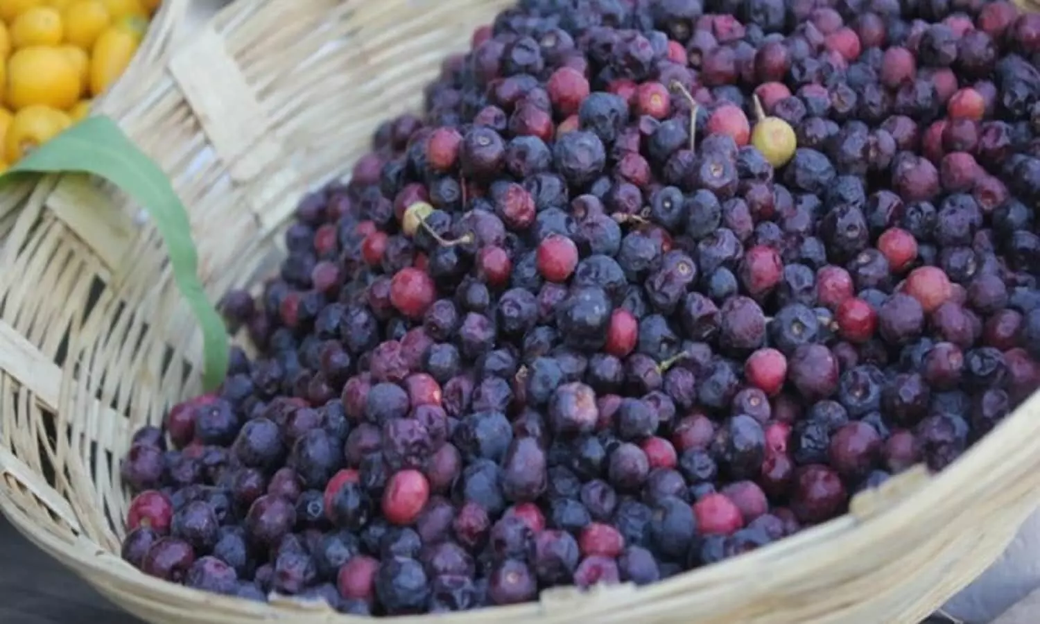 falsa benefits in summer falsa benefits in summer
